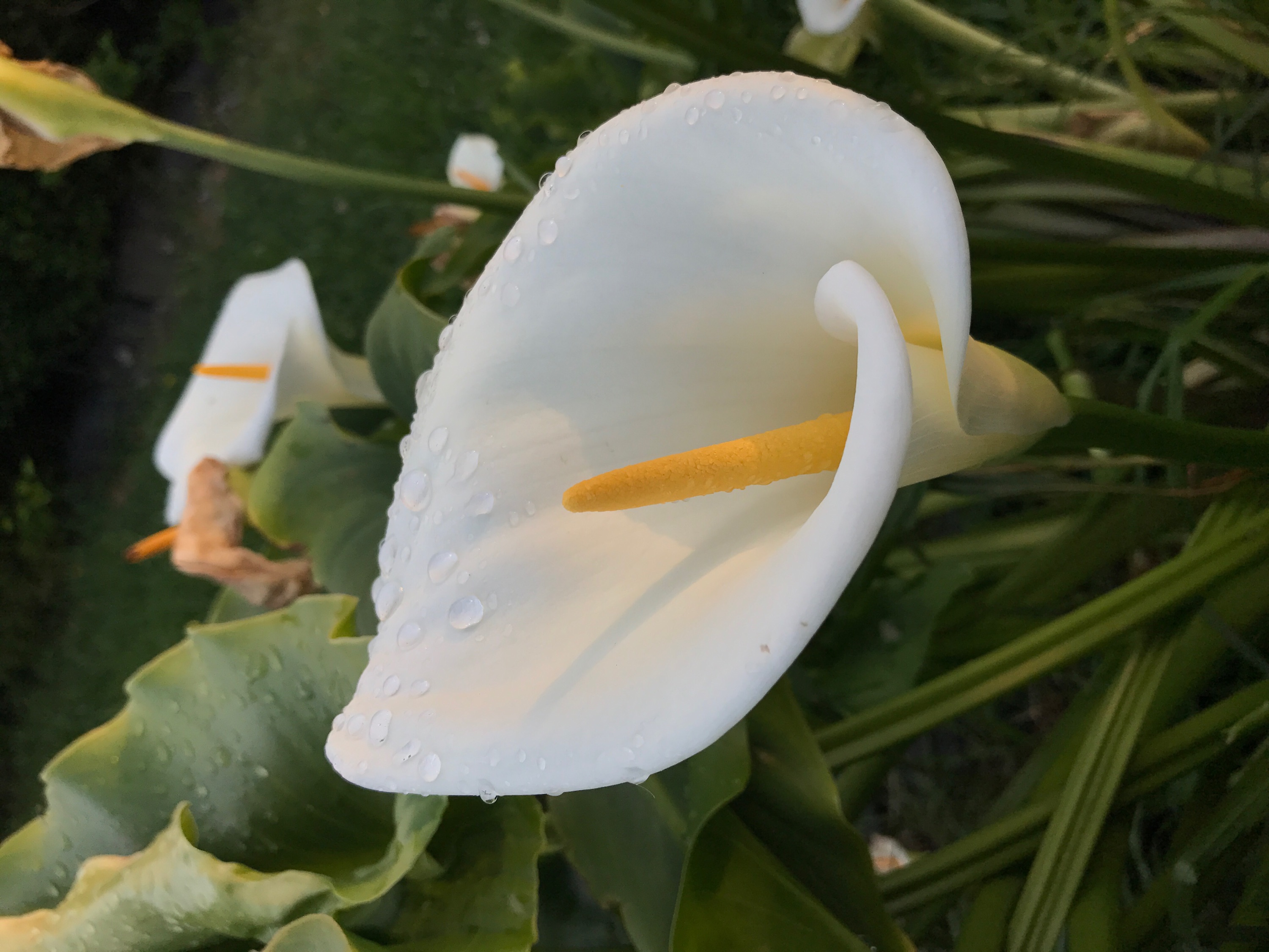 Picture of a Lily flower